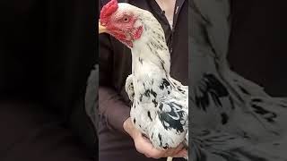 Original Imported Rooster. #chicken #rooster #viraltiktok #viralreels