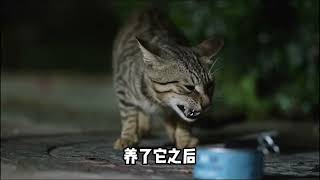 狸花猫为什么在国外这么贵？- 貓日常,貓日記, #猫 , #萌宠