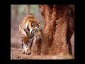 a tiger ends a gazzelle in less then a minute