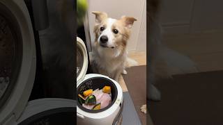 炊飯器でカボチャシチューを作った時の犬の反応...【 #ゴールデンレトリバー #ボーダーコリー 】#炊飯器レシピ