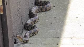 Nature Nuggets: Eastern Foxsnake