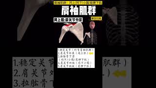 GT脊椎矫正02肌肉 09肩袖：冈上肌 冈下肌 小圆肌 肩胛下肌