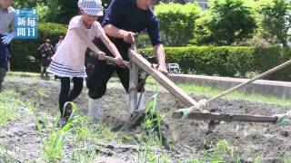 馬で田起こし　子供たち体験