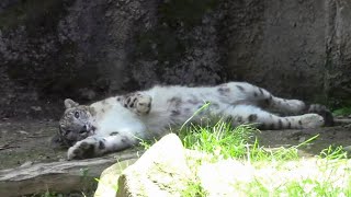 ユキヒョウ「コボ」ごろんごろん （多摩動物公園）Rumblingly Snow Leopard