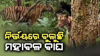 ରାସ୍ତାରେ ନିର୍ଭୟରେ ବୁଲୁଛି ମହାବଳ ବାଘ || The Today Odisha