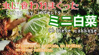 放置していたミニ白菜の収穫･暖冬の野菜達の様子【自然農法/natural farming】2020年1月4日