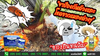 ยาป้องกันด้วง และโรคจากแมลงต่างๆ ของอินทผลัม