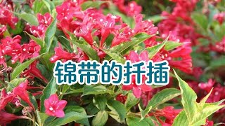 锦带能在北方室外过冬，格格妈从邻居家剪来几枝扦插