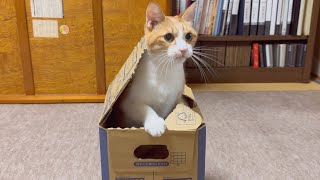 ダンボールの中で猛獣みたいに暴れる凶暴猫がこちら