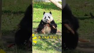 Giant panda eating bamboo shoots