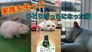 【保護】飼い主が亡くなり居場所を失ってさまよう猫に新たな家族を募集します！