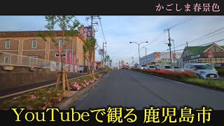 桜開花状況　鹿児島　紫原　桜ヶ丘団　谷山北中学校　中山バイパス　おまかせテレビ2023年3月27日