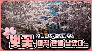 🌸 2024 거제 벚꽃 명소 🌸