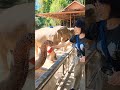 【餌付け】象の大好物はスイカって知っていた？　 タイ旅行