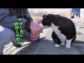 【地域猫】チビvsマロ‼二匹の巨猫が早くもガチンコで相まみえる‼【魚くれくれ野良猫製作委員会】