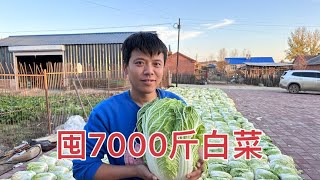 东北农村人如何囤秋菜？一宁拉7000斤白菜晾在院子里，够吃一冬天