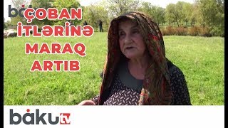 Azərbaycanda çoban itlərinə maraq artıb