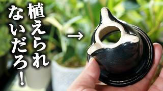 「ふざけるな！こんな鉢に観葉植物を植えられるか」と言う前にご覧ください…【富貴蘭・風蘭】