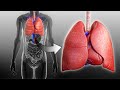 Respiratory and Circulatory Systems Working Together   I  Grade 9 - Q1 l PART 3