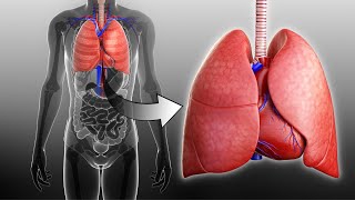Respiratory and Circulatory Systems Working Together I Grade 9 - Q1 l PART 3