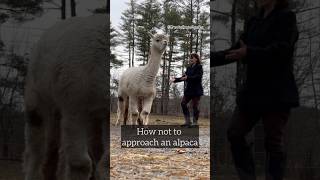 How not to approach an alpaca.   #alpaca #alpacafarm #farmanimals