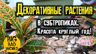 Декоративные растения в субтропическом климате, которые можно выращивать круглый год.