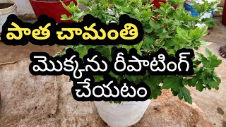 How to Care \u0026 Repot old Chrysanthemum plant || పాత చామంతి మొక్కను రిపాటింగ్ చెయ్యటం