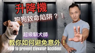 升降機 狗狗致命陷阱? 超級馴犬師 教你如何避免意外! How to prevent Elevator Accident