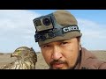 Қаршығамен қоян кекілік аулау hunting with goshawk on rabbits partritge