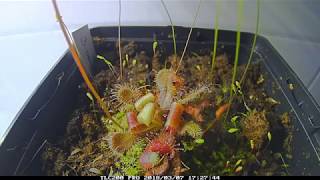 Drosera venusta mit Fischfutter/ Time lapse of D venusta fed with fish food