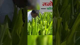 चुकीचे पाणी व हळद पीक #agriculture #turmeric