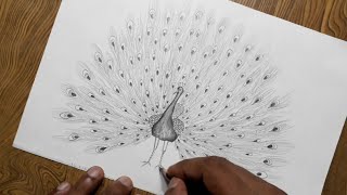 How to draw peacock