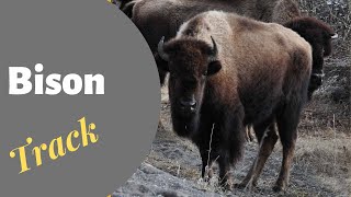 Animal Tracking for Kids | Bison Track | Video 1 of 4