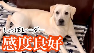 近付くとしっぽレーダーが反応する ラブラドールレトリバー Labrador retriever with tail radar reacting when approaching #Shorts