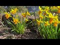 Narcissus Jetfire - March Plants of the Month