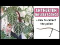 ANTHURIUM INFLORESCENCE EXPLAINED + How To Collect The Pollen