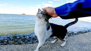 防波堤を歩いていた野良猫を撫でると喜んで膝の上に乗ってきた