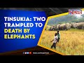 Tinsukia: Two Trampled to Death by Elephants