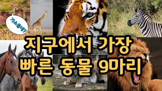 지구에서 가장 빠른 동물 TOP9