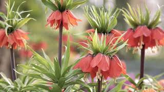 Giant Fritillaria Imperialis 'Orange Beauty'