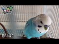 【癒し】小鳥のさえずりとお喋り。作業用1時間　セキセイインコ・うめ