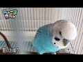 【癒し】小鳥のさえずりとお喋り。作業用1時間　セキセイインコ・うめ