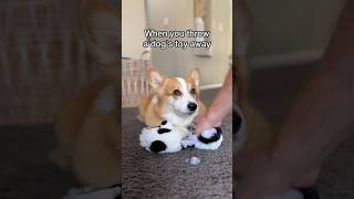 Throwing A Dog S Toy Away