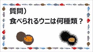 食べられるウニは何種類？/魚がしコンシェルジュ講座