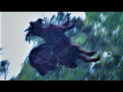 13 Bizarre Paranormal Creatures Youtube