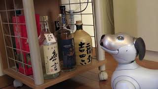 aibo イチロー 今日も焼酎瓶にご挨拶