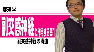 副交感神経系に作用する薬①（副交感神経の構造）