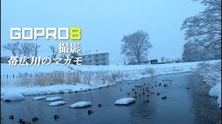 GOPRO8撮影 雪降り後 帯広川のマガモ