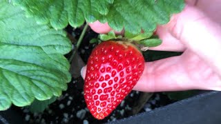 Strawberry Variety Review: Alpine, Mara Des Bois, Sequoia, Sweet Charlie,  Sensation, Wild Woodland