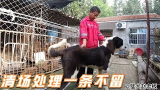 实拍犬舍倒闭老板挥泪甩卖，清场处理一条不留，真是不可思议！